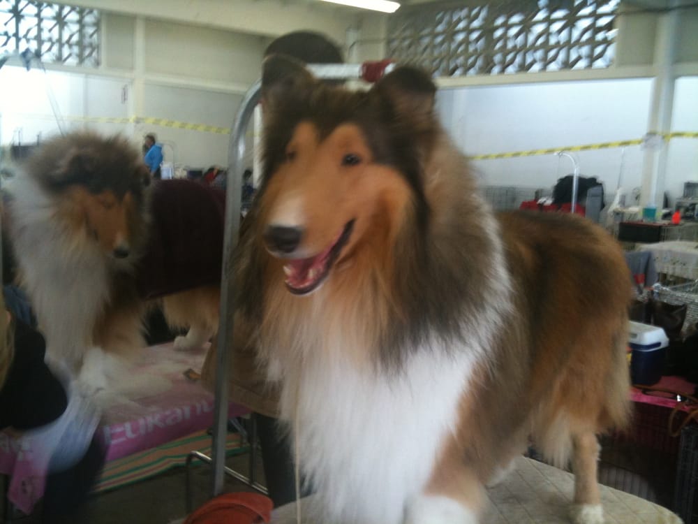 (LARGE) Dog Grooming