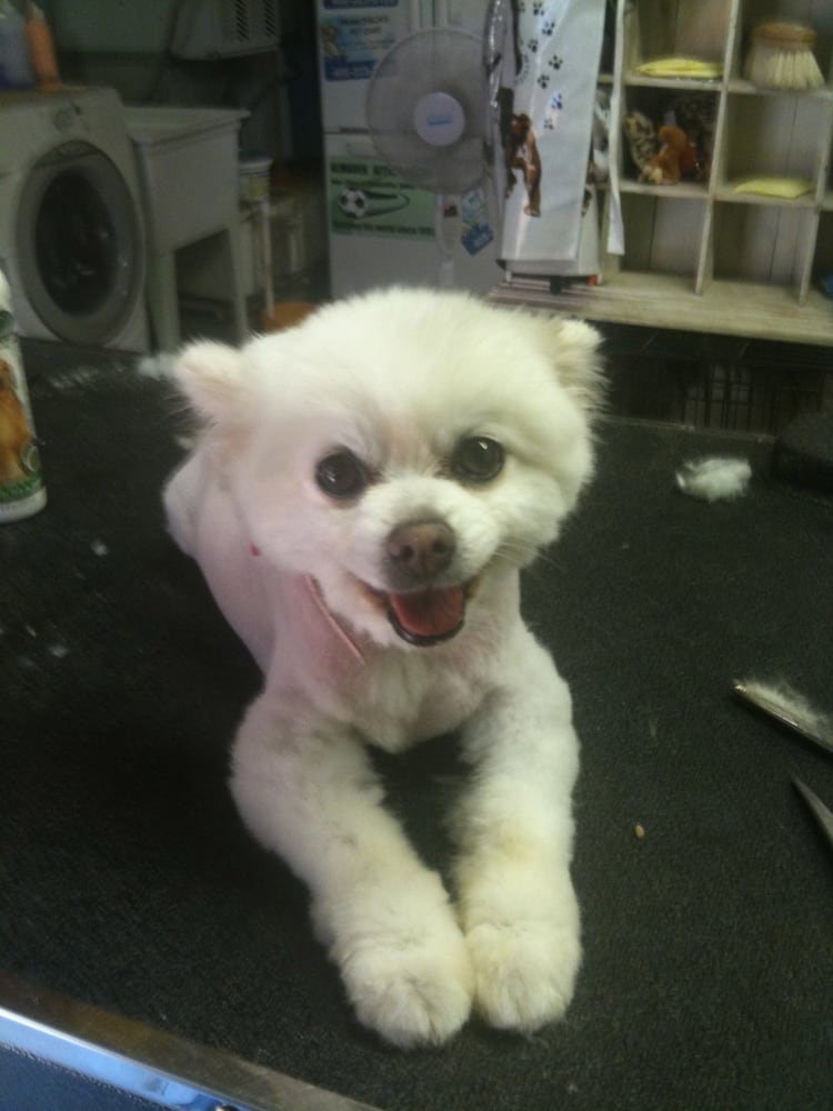 (SMALL) Dog Grooming