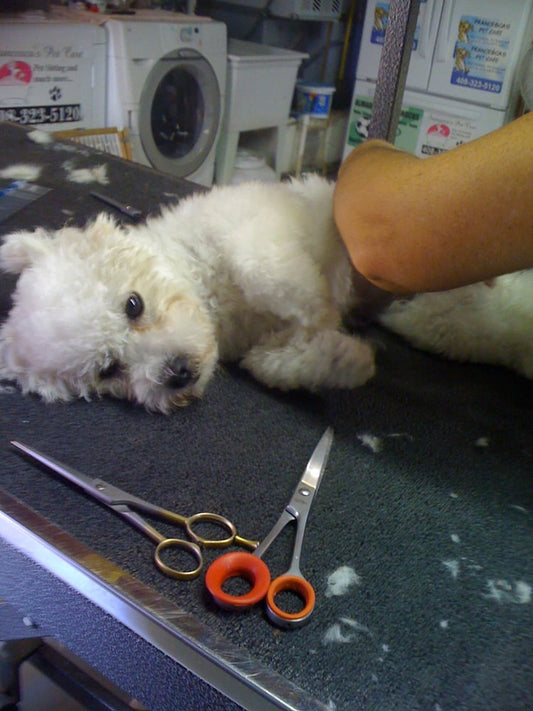 Pet Nail Trimming